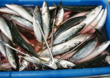 Fish in Hilo